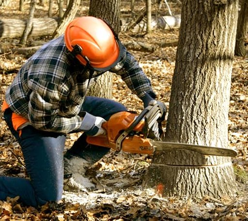 Tree Removal in Hollenberg, KS